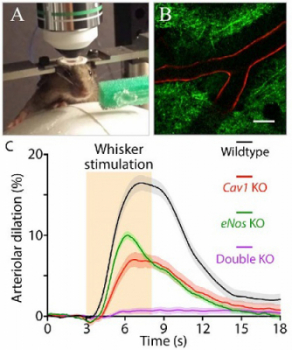 Figure showing in vivo two-photon imaging setup for studying neurovascular coupling in awake behaving mice