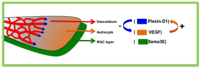 Research | Gu Lab